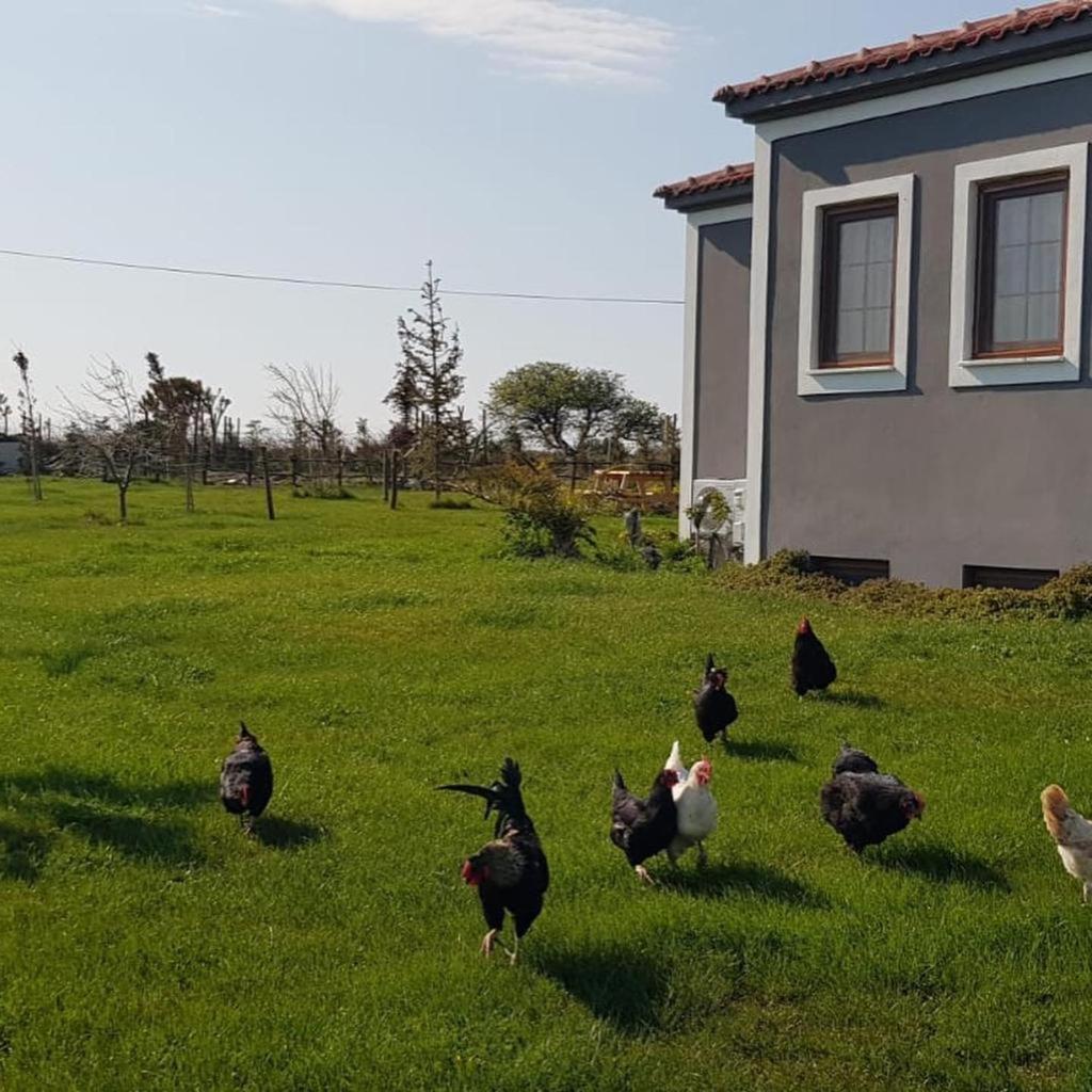 Adayel Bagevi & Butik Otel Bozcaada Eksteriør billede